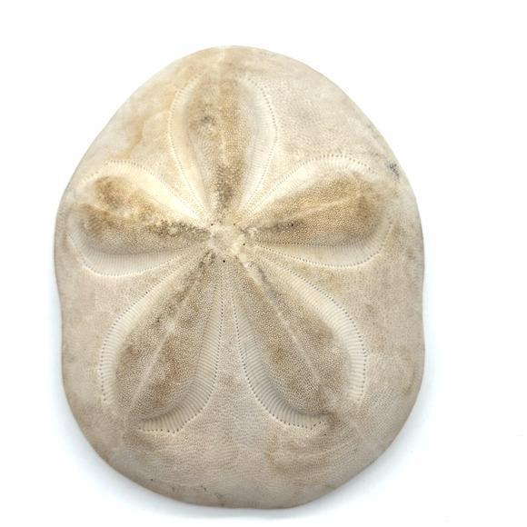 Sea Biscuit Sand Dollar Seashell Fossil Vintage Puffy Beach Decor Aquarium 5" - Picture 1 of 5